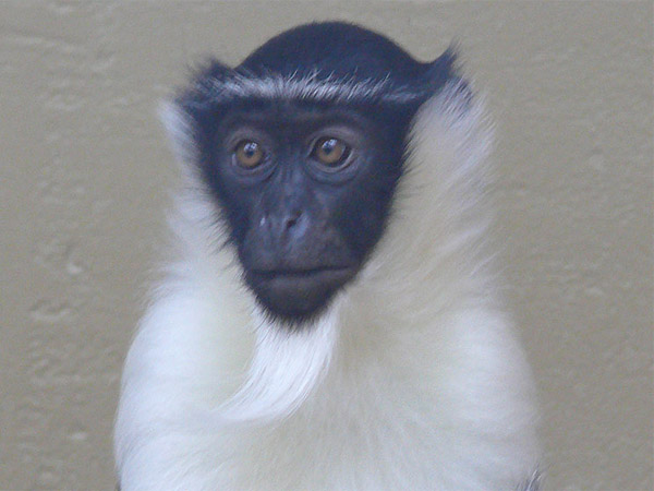 106 008 002 006 cercopithecus d roloway hd PD