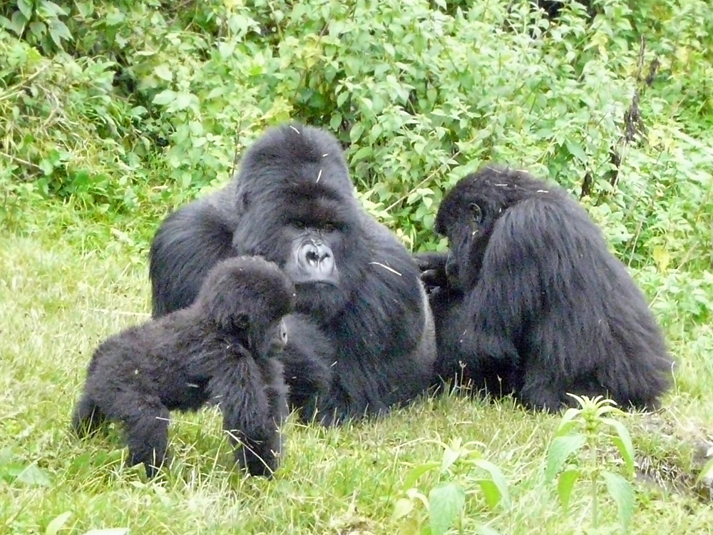 106 009 002 002 gorilla beringei virunga TK1