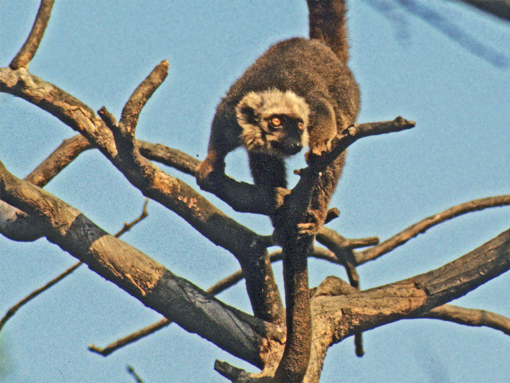 106 001 002 003 eulemur albifrons pariszoo PD2