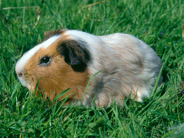 110 019 001 005 cavia porcellus zoo landau s honigs