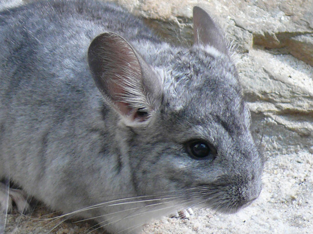 110 023 001 002 chinchilla lanigera stuttgart PD5