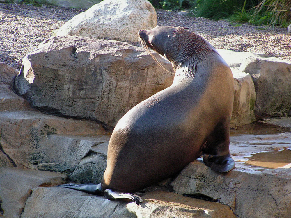 113 001 001 006 arctocephalus pusillus bremerhv PD1