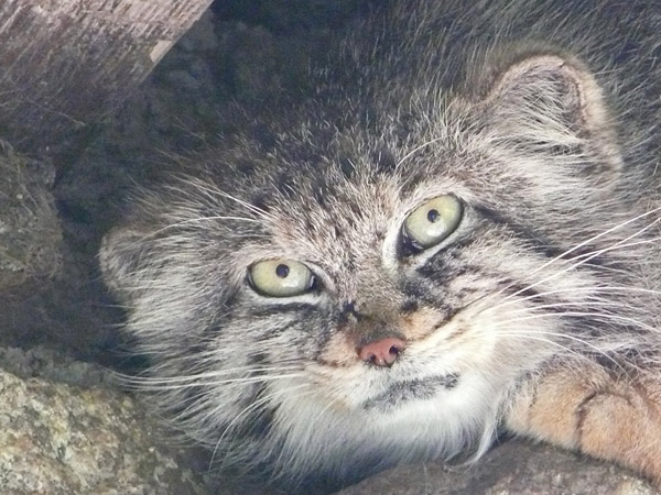 112 007 001 016 otocolobus manul goerlitz PD