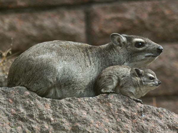 116 001 002 001 heterohyrax brucei TPB Rudloff(2)