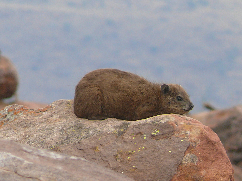 116 001 003 001 procavia capensis marakele PD1