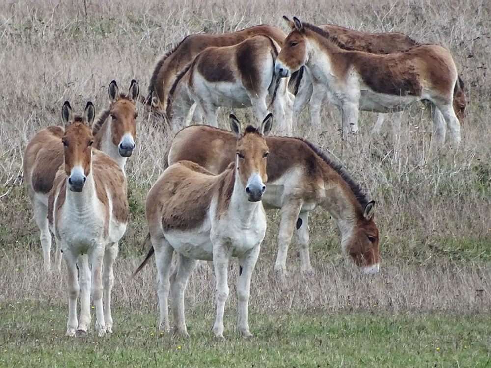 118 001 001 005 equus kiang ciruli Chichagov2