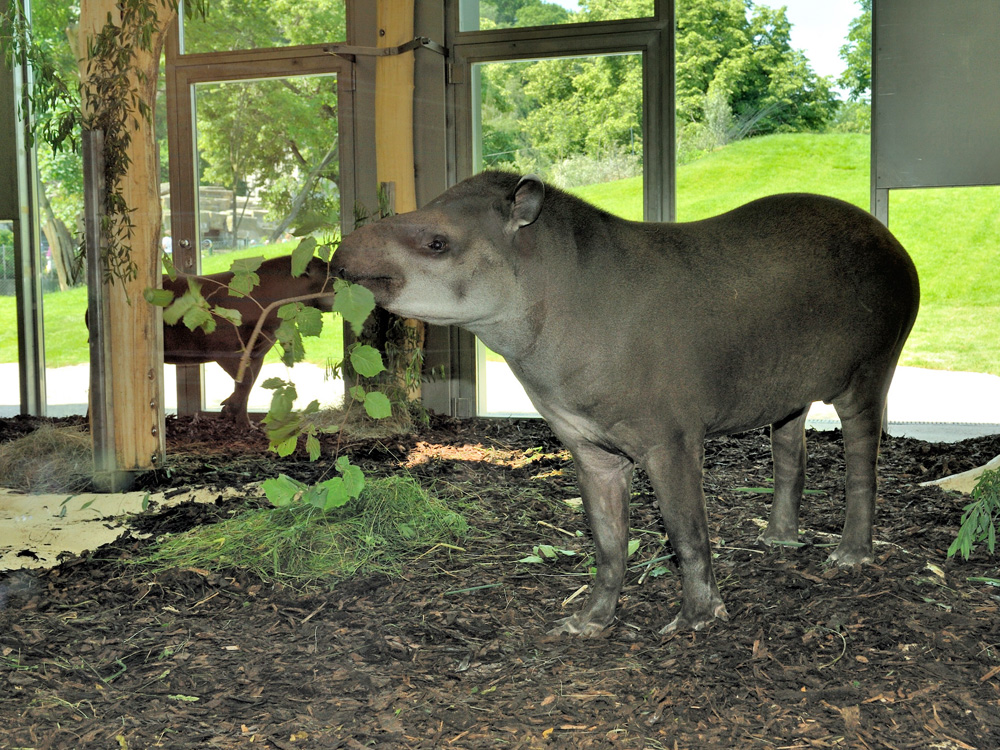 118 002 001 004 tapirus terrestris VIE VIE2