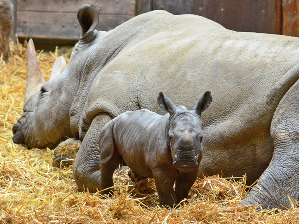 118 003 001 001 ceratotherium simum muenster