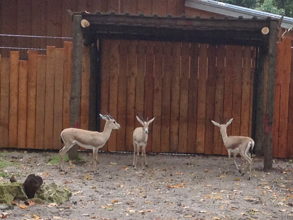 119 009 025 006 gazella leptoceros f LD JOH1