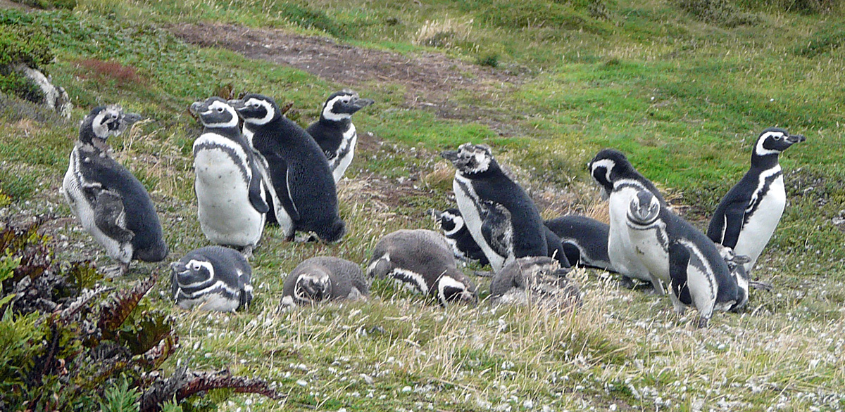 206 001 006 004 spheniscus magellanicus falkland TK