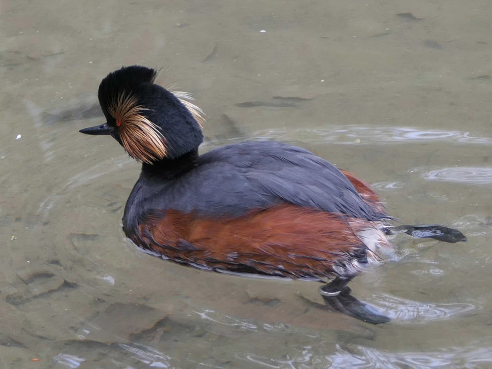 208 001 002 007 podiceps nigricollis augsbg PD3