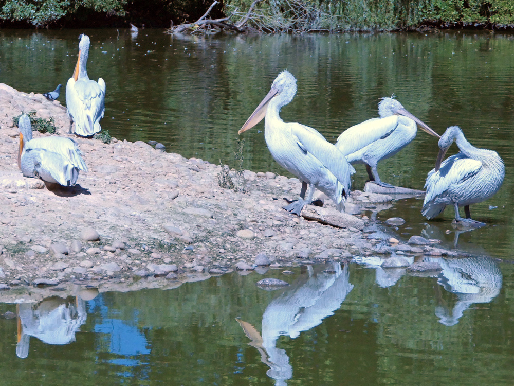 210 002 001 003 pelecanus crispus villars PD1