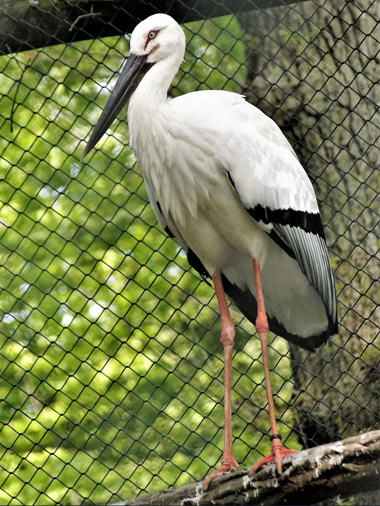 211 004 002 002 ciconia boyciana cottbus wDreier1