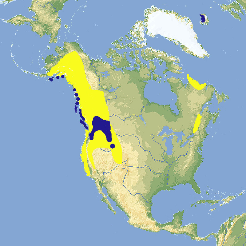 212 002 015 003 bucephala islandica map