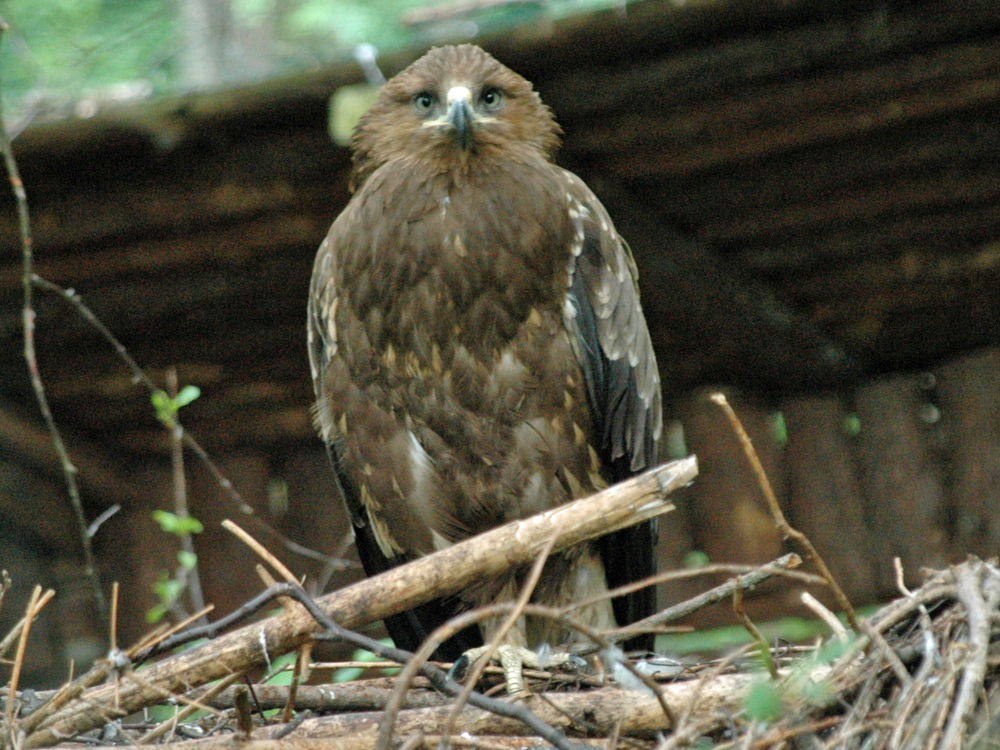 213 003 003 007 aquila pomarina kadzidlowo KR1