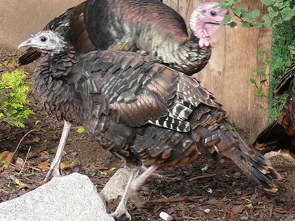 214 003 001 001 meleagris gallopavo HD PD2