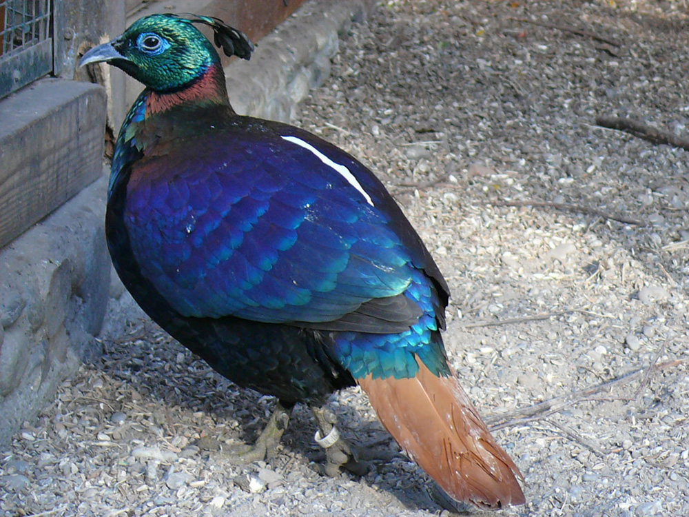 Tierparkführer