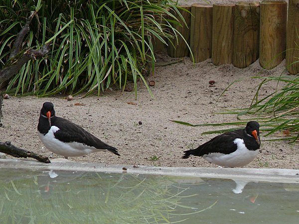 216 004 001 007 haematopus ostralegus DA PD