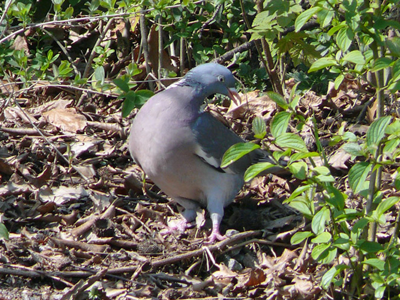 217 003 006 036 columba palumbus wilhelma PD1