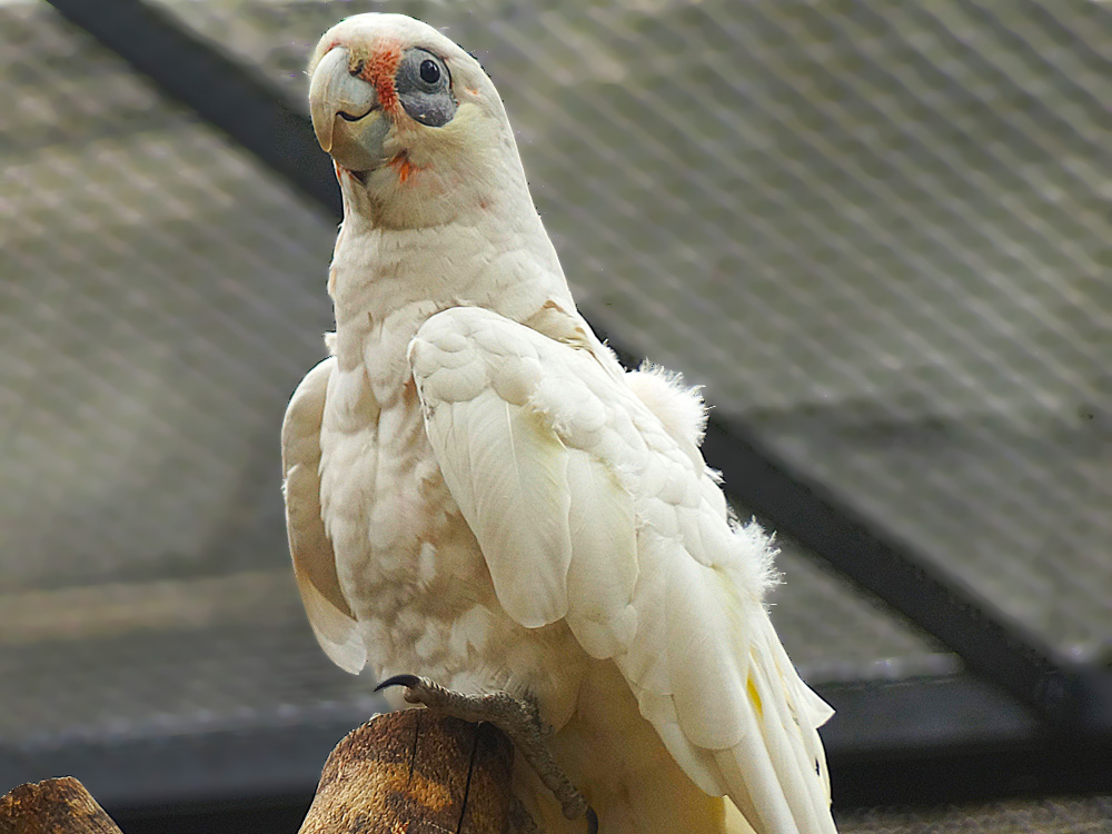 218 002 001 010 cacatua sanguinea TPB wDreier1