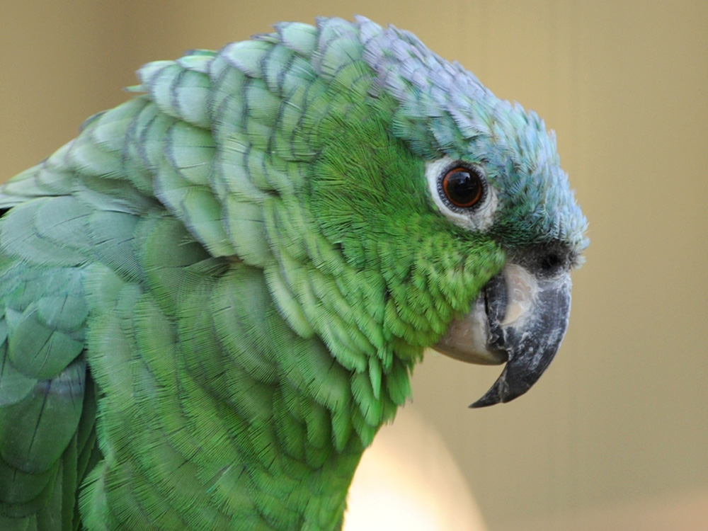 218 003 005 013 amazona farinosa guatemalae veldhoven pfleiderer