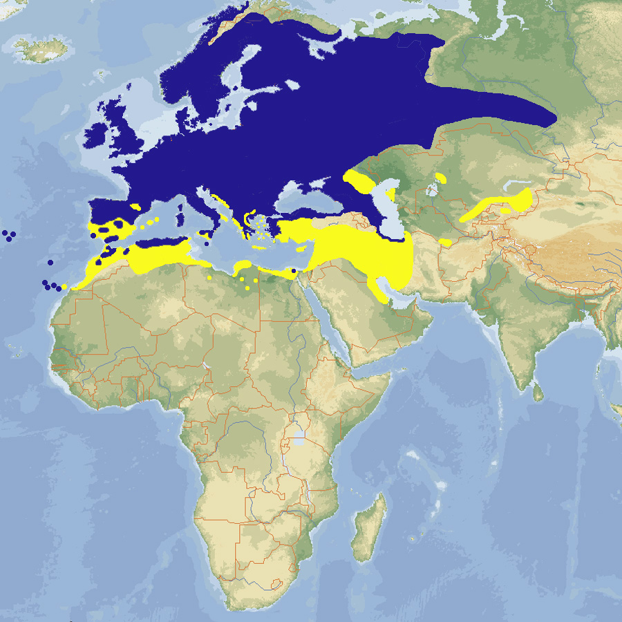 227 031 019 022 erithacus rubecula map