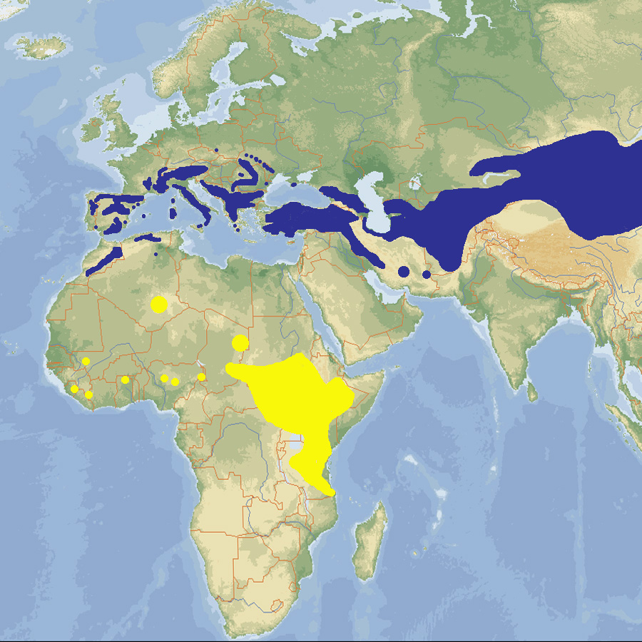 227 031 027 009 monticola saxatilis map