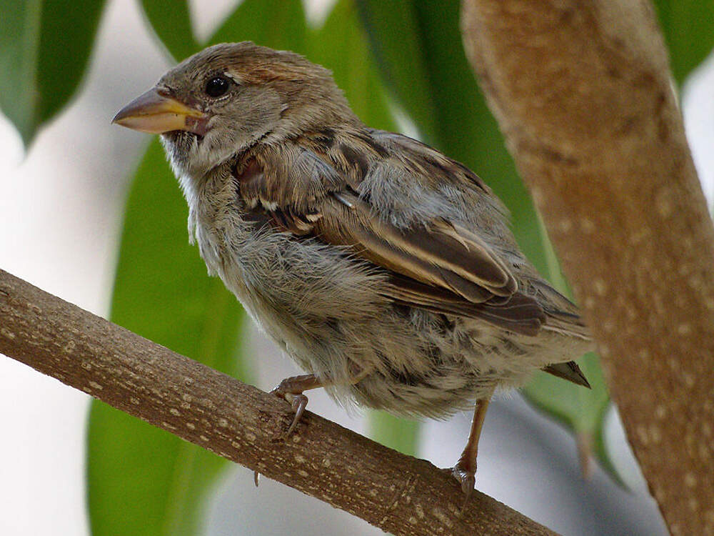 227 050 005 004 passer domesticus schwarzach schiedt1