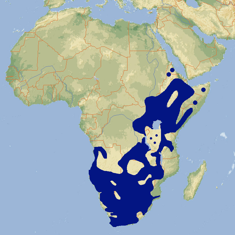 227 051 007 001 creatophora cinerea map