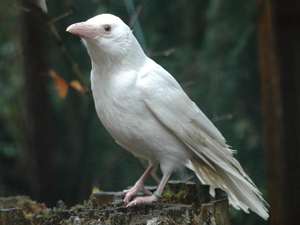 227 060 005 009 corvus corone albino walsrode KR1