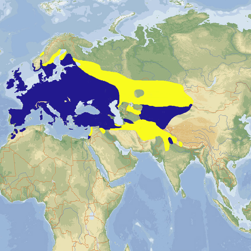 227 060 005 024 corvus monedula map