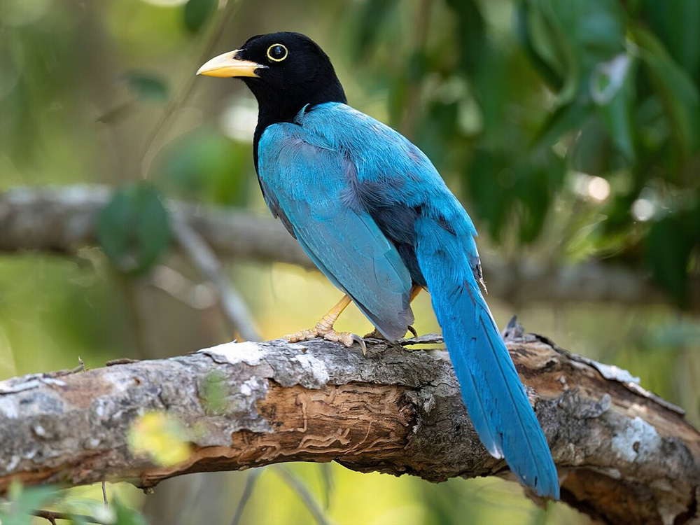 227 060 008 013 cyanocorax yucatanicus quintanaRoo adamJackson