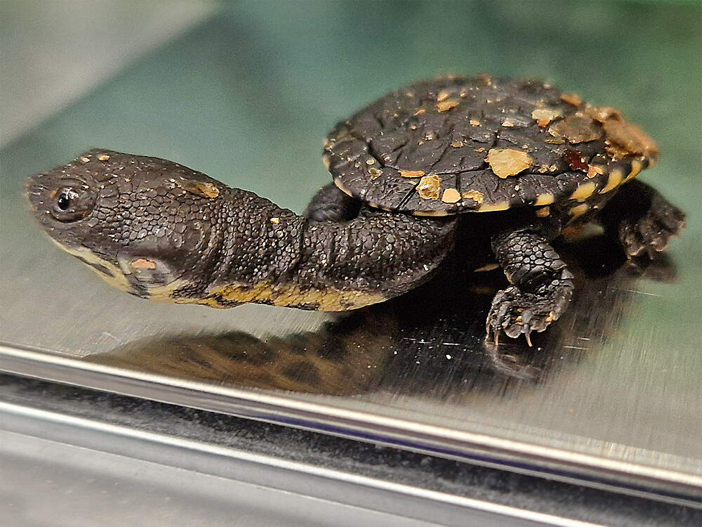 301 002 001 007B chelodina mccordi zoom zoom