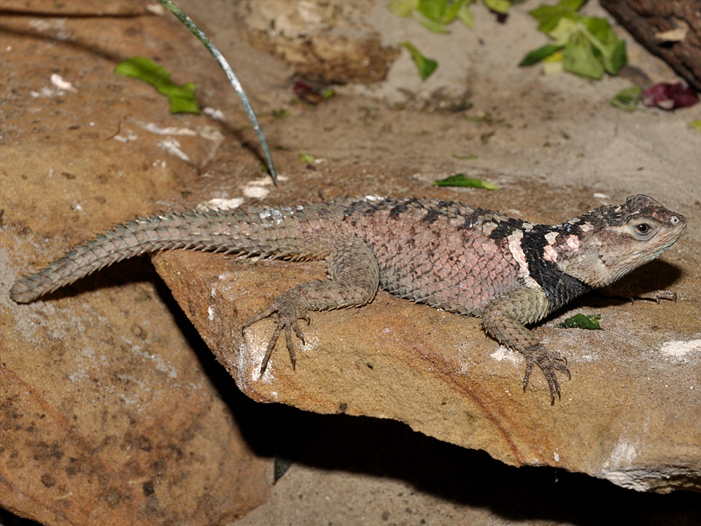 303 010 049 070 sceloporus serrifer cyanogenys TPB KR2