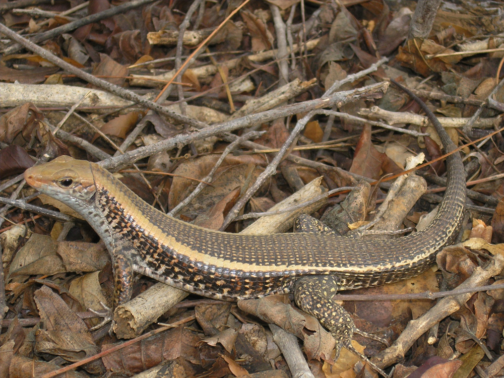 303 006 010 008 zonosaurus laticaudatus aurélien miralles3