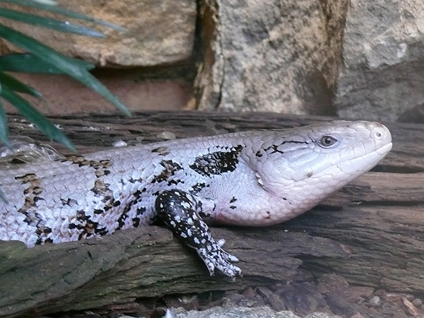 303 014 080 005 tiliqua gigas gigas dresden1