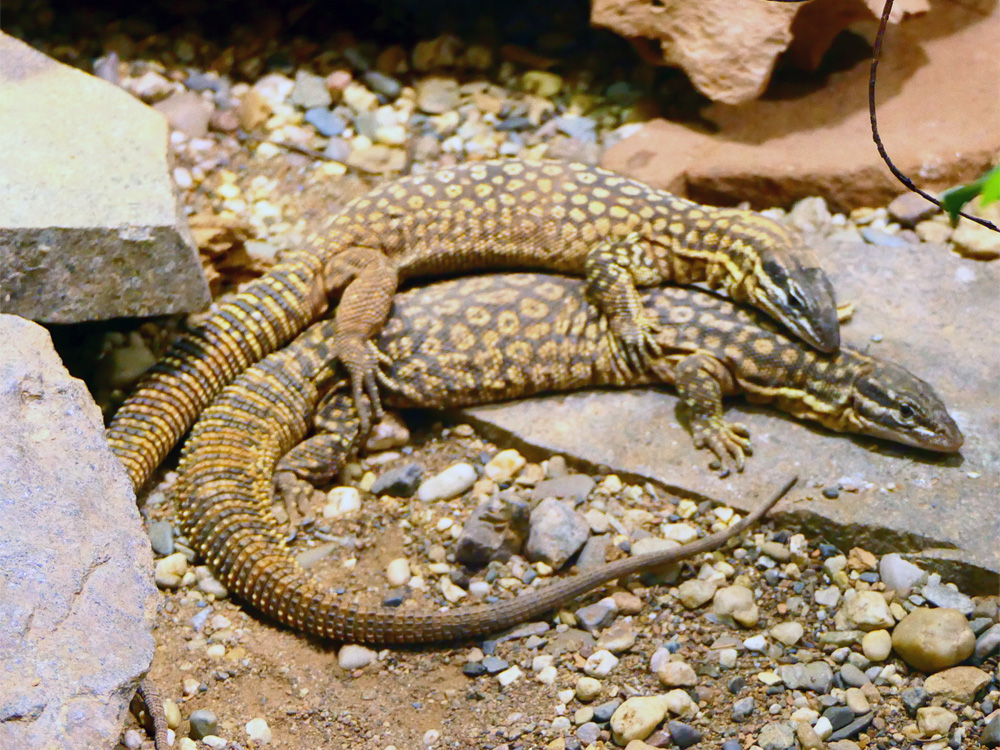 303 016 001 001 varanus acanthurus uhldingen PD2