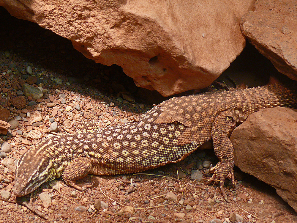 303 016 001 001 varanus acanthurus uhldingen haeutung PD1