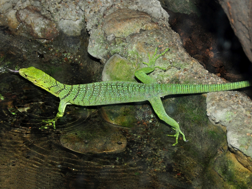 303 016 001 024A varanus prasinus breslau KR1