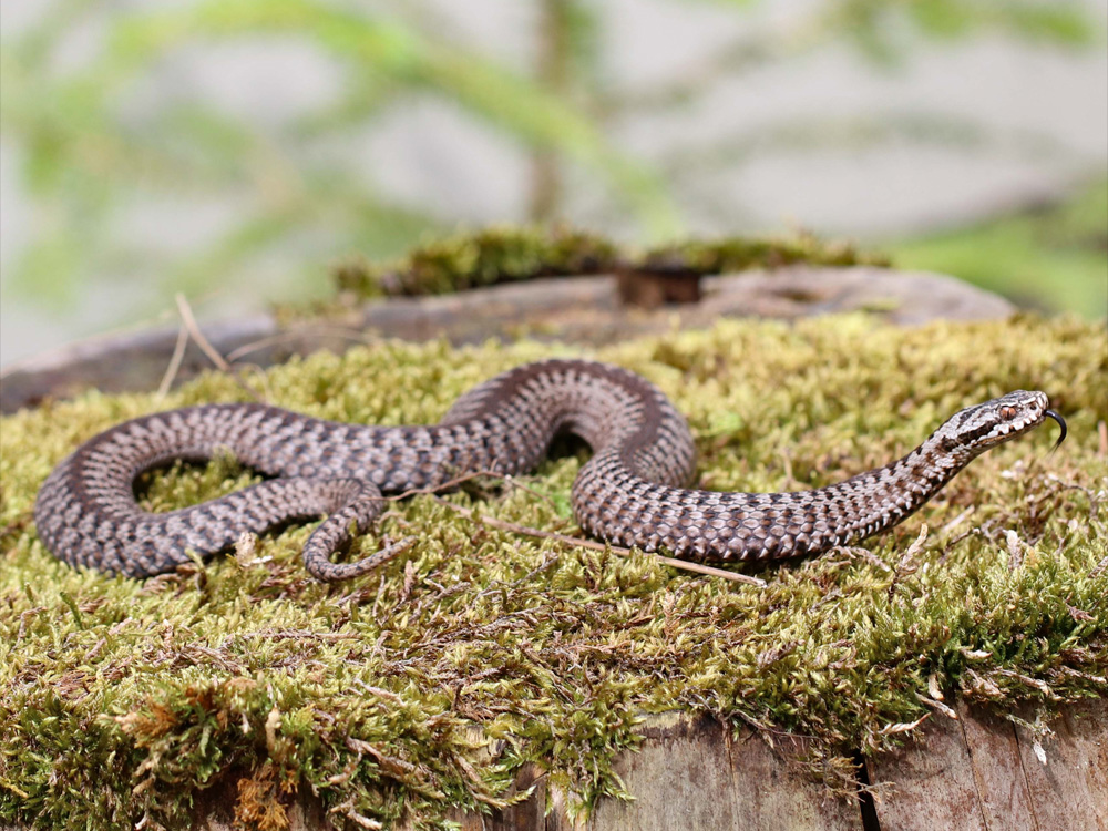 305 011 017 003 vipera berus wilh wilh1