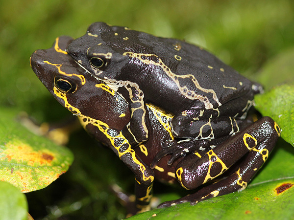 403 002 002 020 Atelopus hoogmoedi amplex Aquazoo SH