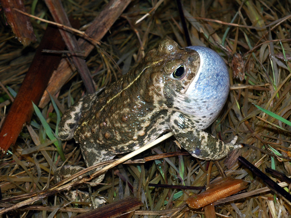 403 002 003 028 bufo calamita grossenbacher