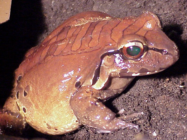 403 010 028 029 leptodactylus pentadactylus berlin