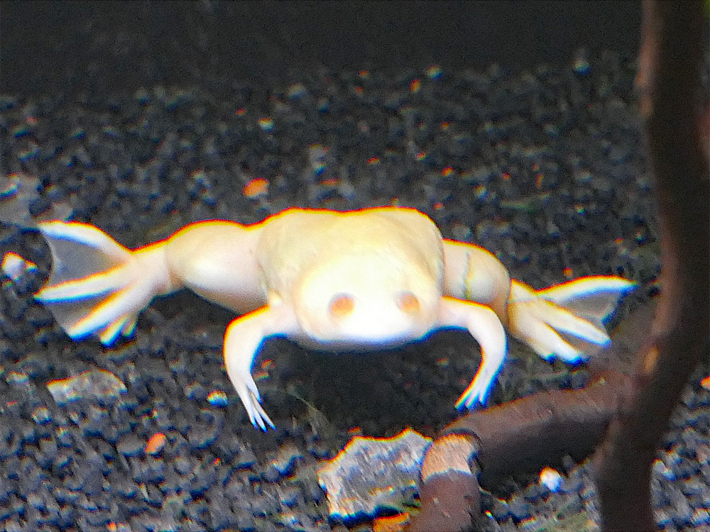 403 014 004 005 xenopus laevis fuessen PD1