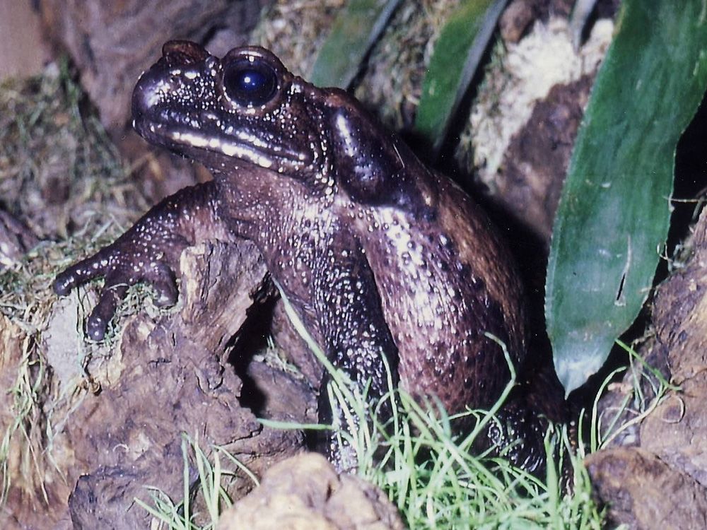 403 002 003 020 bufo blombergi KRE wDreier1