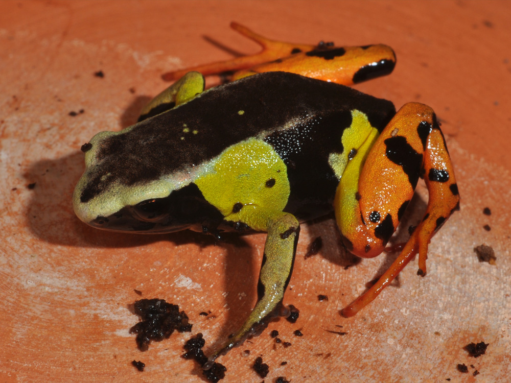 403 017 009 011 mantella madagascariensis pJanzen1