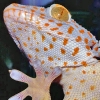 Geckos