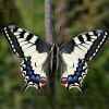 Schmetterlinge (Lepidoptera)