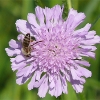 Krautige Feld- und Wiesenpflanzen