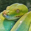 Pythons